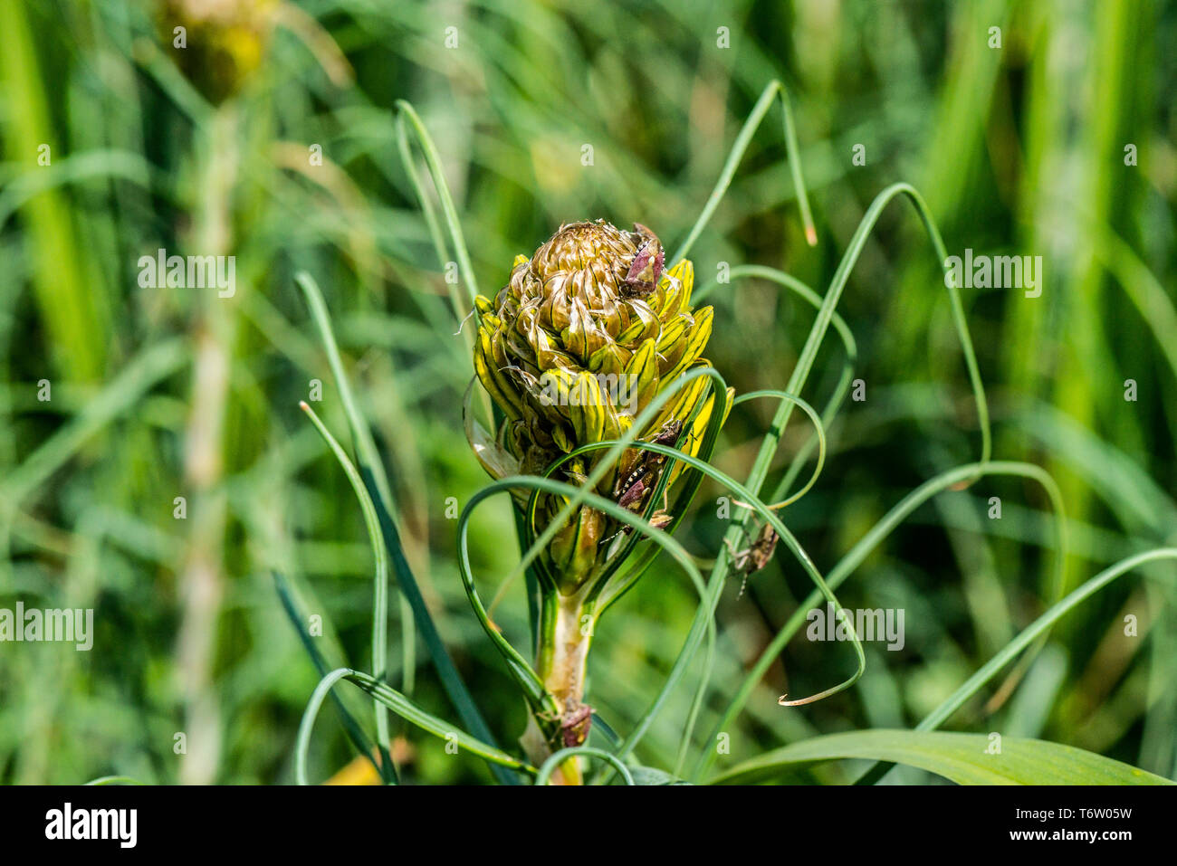 Bug shield peloso (Dolycoris baccarum) Sulle gemme di un asfodel (Asphodeline lutea) Foto Stock