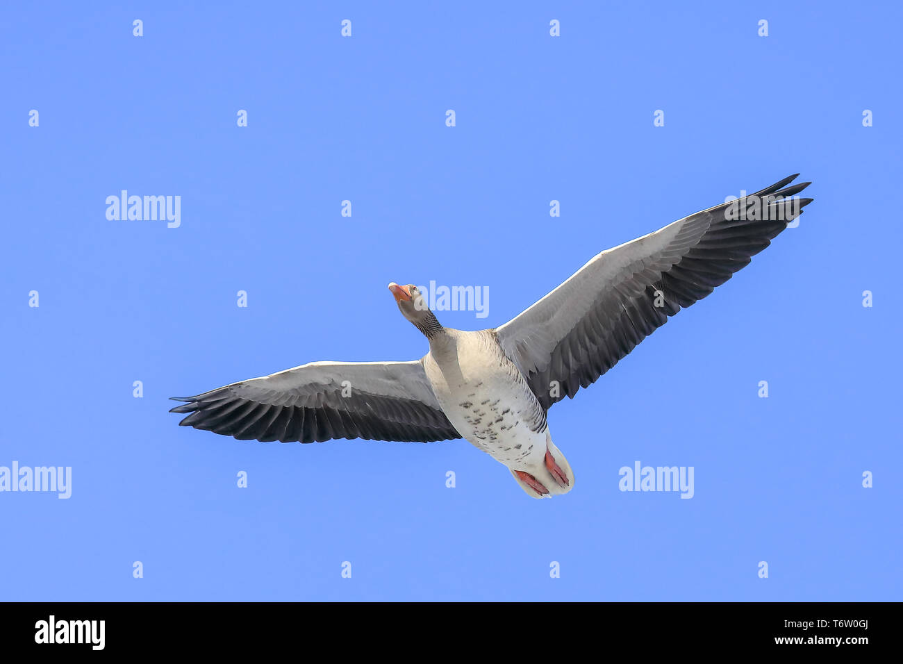 Graylag goose è uccelli di migrazione Foto Stock
