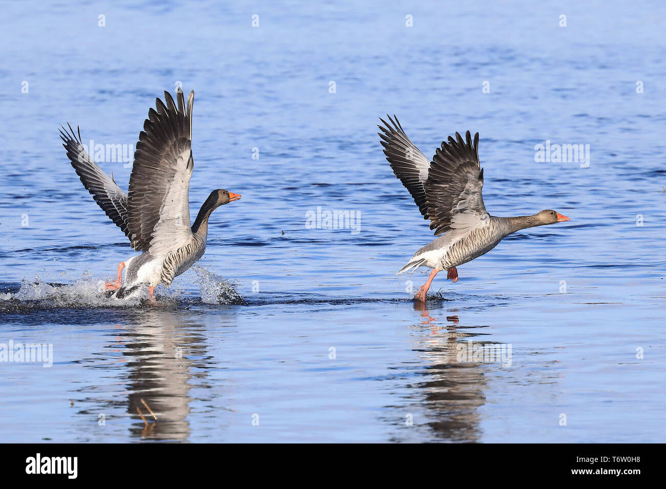Graylag goose è uccelli di migrazione Foto Stock