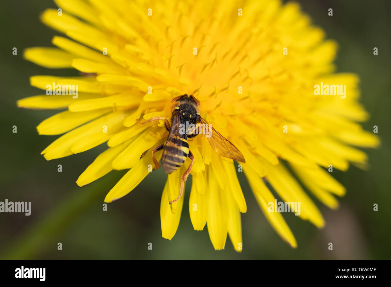 Una collezione di vespa il polline in un giallo fiore di dente di leone Foto Stock