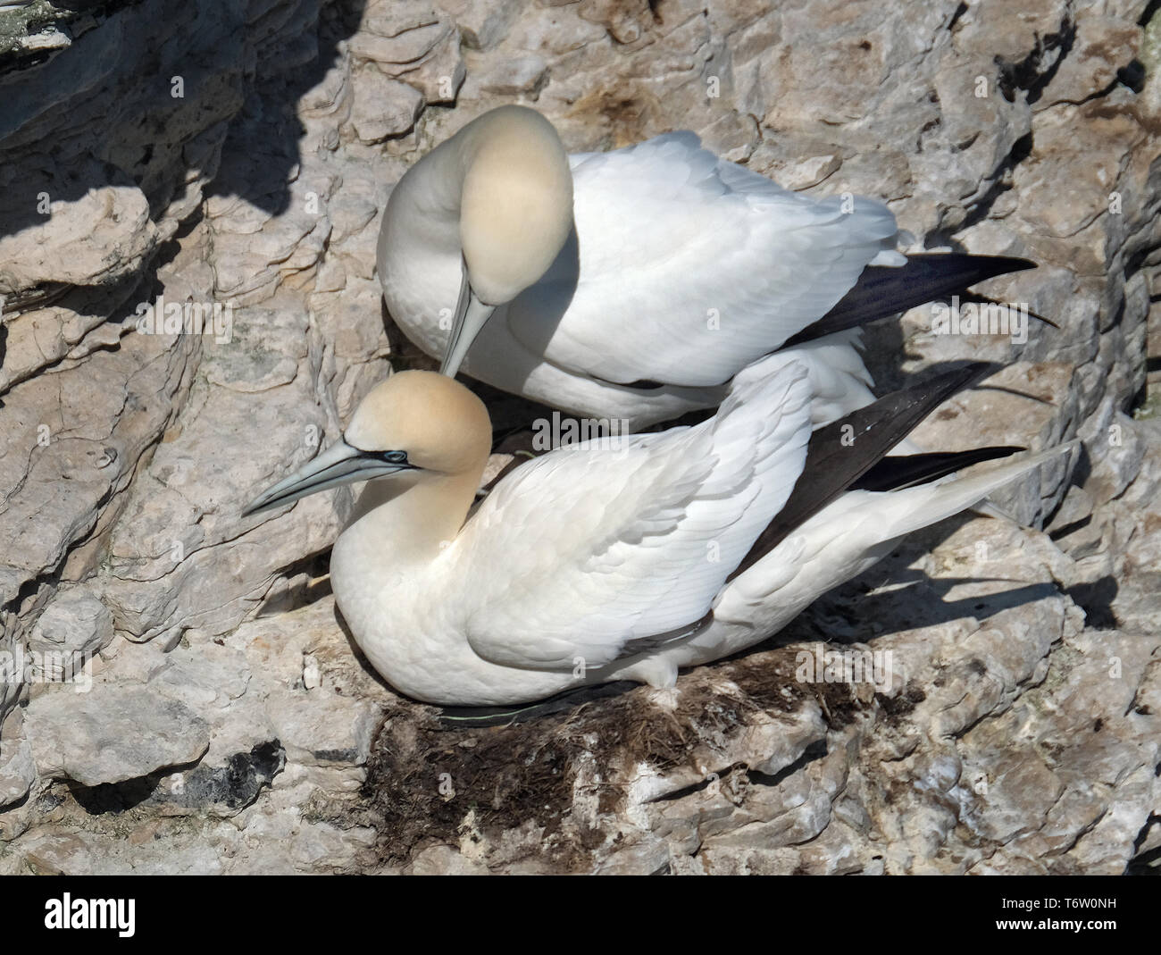 Sule presso la colonia di allevamento su Bempton Cliffs in east yorkshire, Regno Unito. Foto Stock