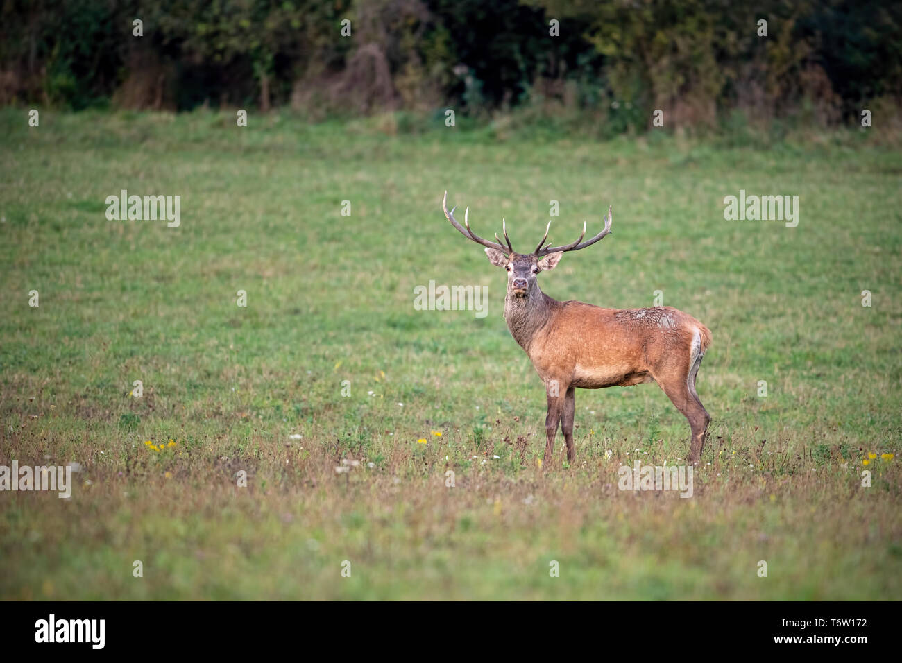 Red Deer stag cercando di fotocamera su un verde prato Foto Stock