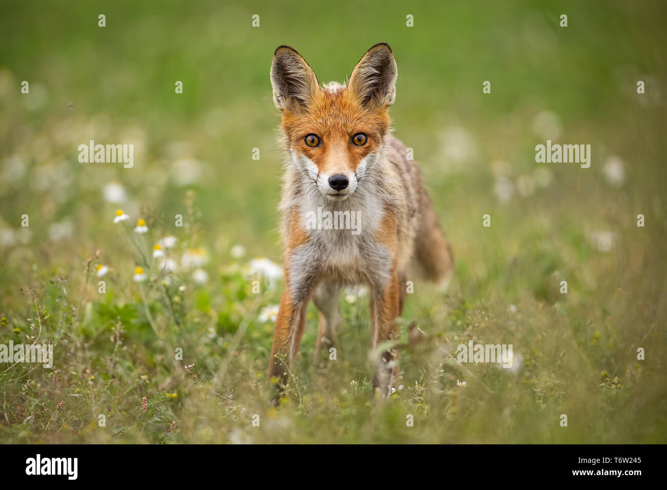 Curioso giovane volpe rossa su un prato estivo con fiori Foto Stock