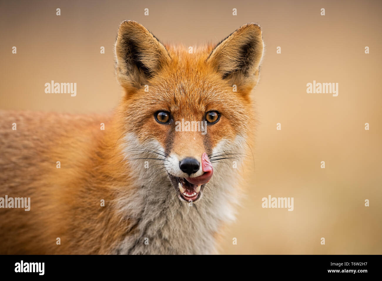 Testa di una volpe rossa, vulpes vulpes, guardando dritto alla telecamera leccare le labbra. Foto Stock
