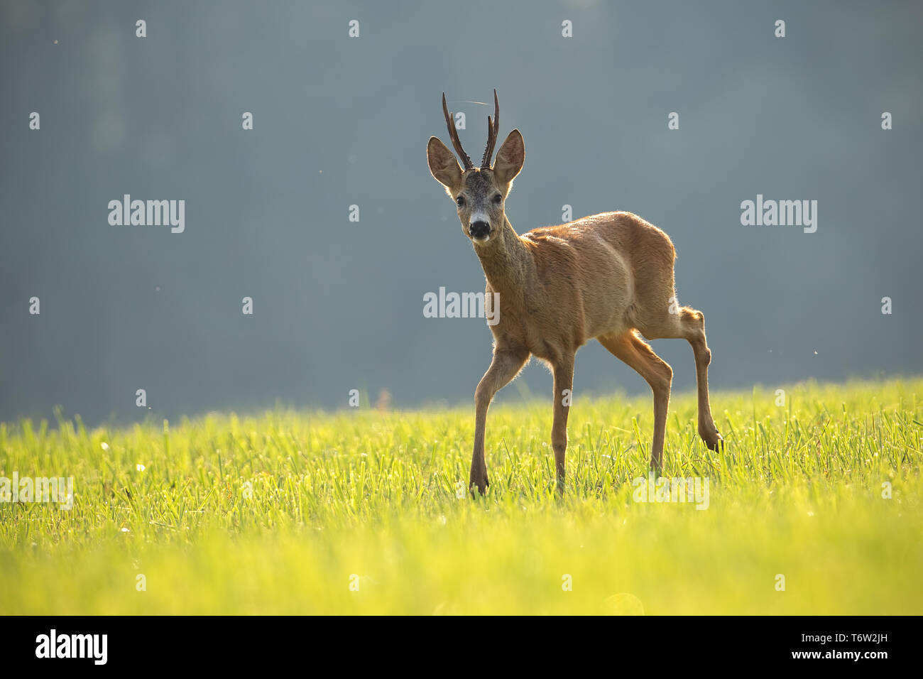 Il capriolo Capreolus capreolus, buck in estate. Foto Stock