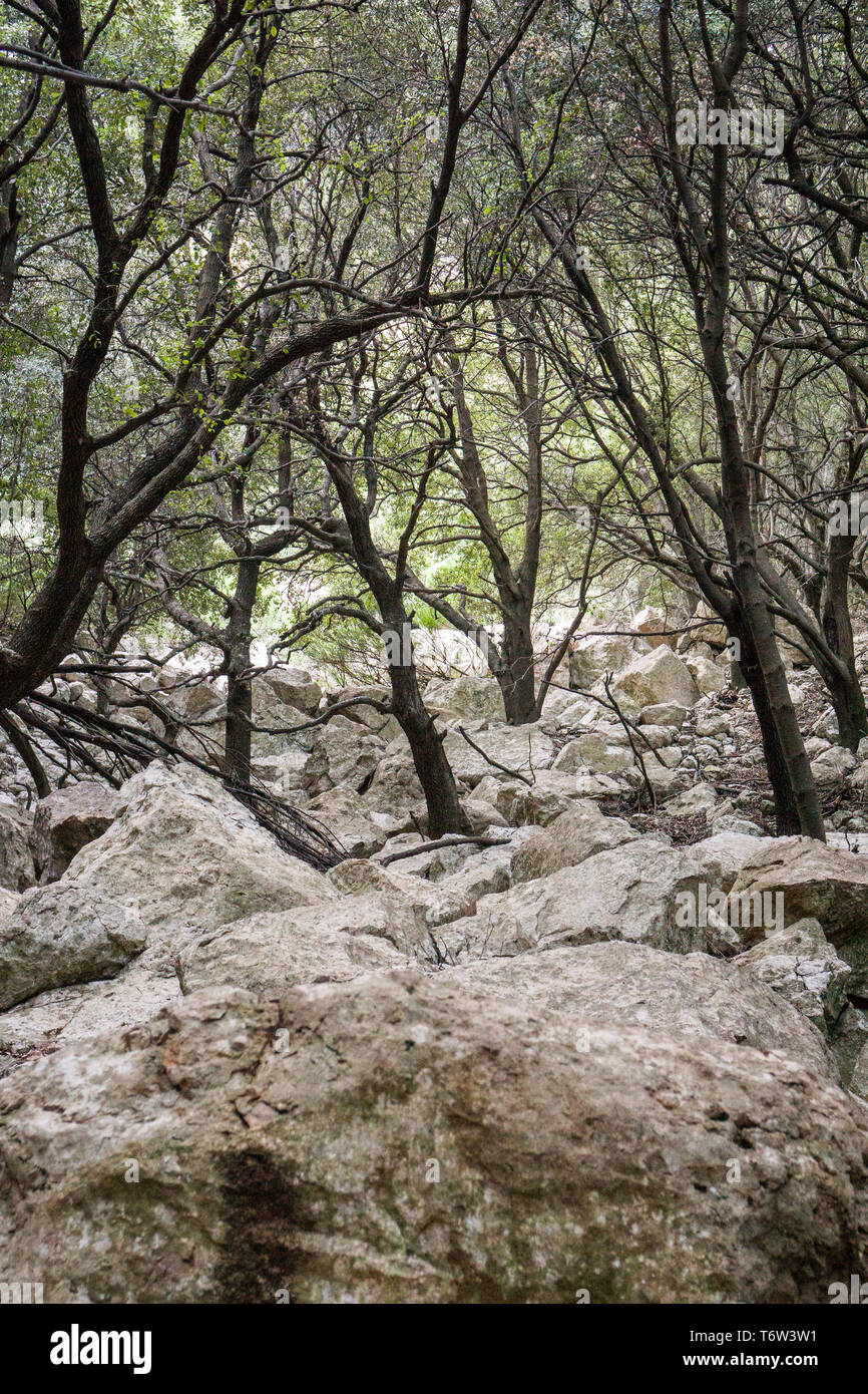 Sulla GR 221. Il lungo percorso di distanza sopra la Serra de Tramuntana, chiamato anche in pietra a secco, rotta in West-Mallorca, Spagna Foto Stock