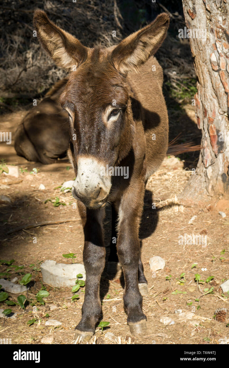 Sulla GR 221. Il lungo percorso di distanza sopra la Serra de Tramuntana, chiamato anche in pietra a secco, rotta in West-Mallorca, Spagna Foto Stock