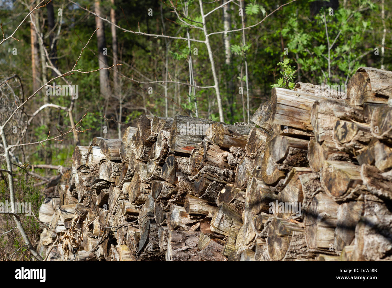 Dimenticato la risma di woodlogs nei boschi. Foto Stock