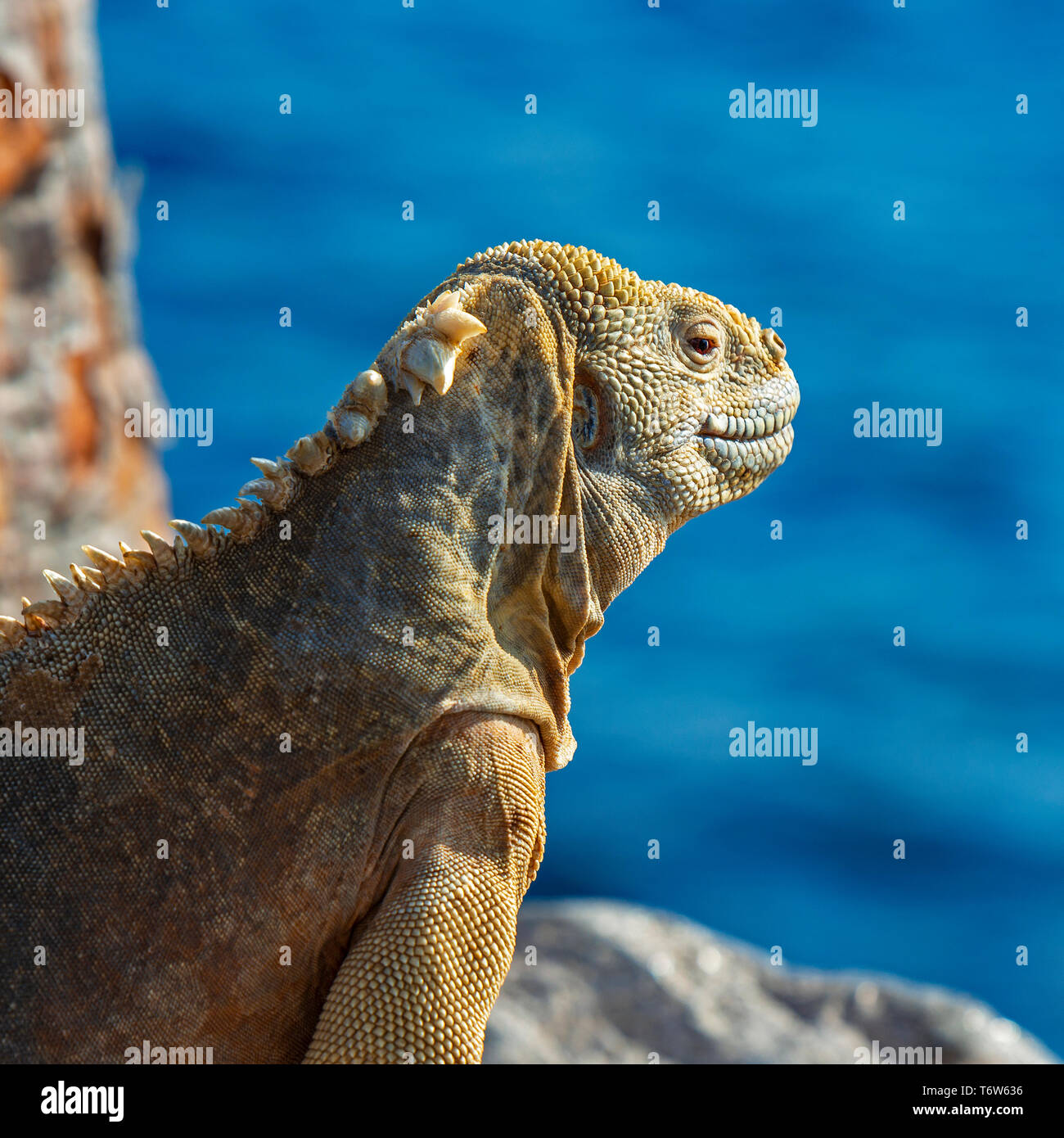 Santa Fe Land Iguana (Conolophus pallidus) su una roccia vulcanica lungo l'Oceano Pacifico nell'isola di Santa Fe, Isole Galapagos national park, Ecuador. Foto Stock