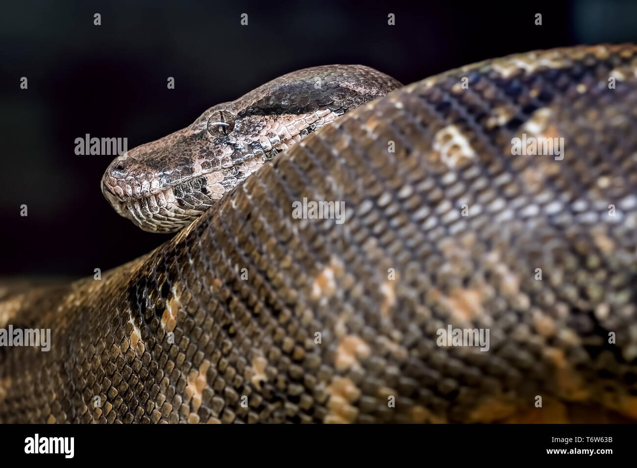 La testa e la coda di un grande serpente nero in uno zoo Foto Stock