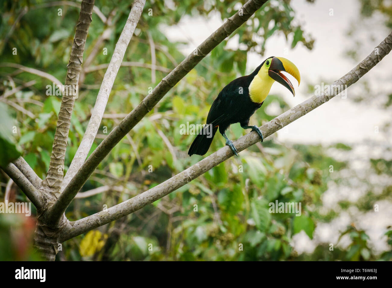 Chestnut-mandibled toucan seduto su un albero, Drake Bay, Costa Rica Foto Stock