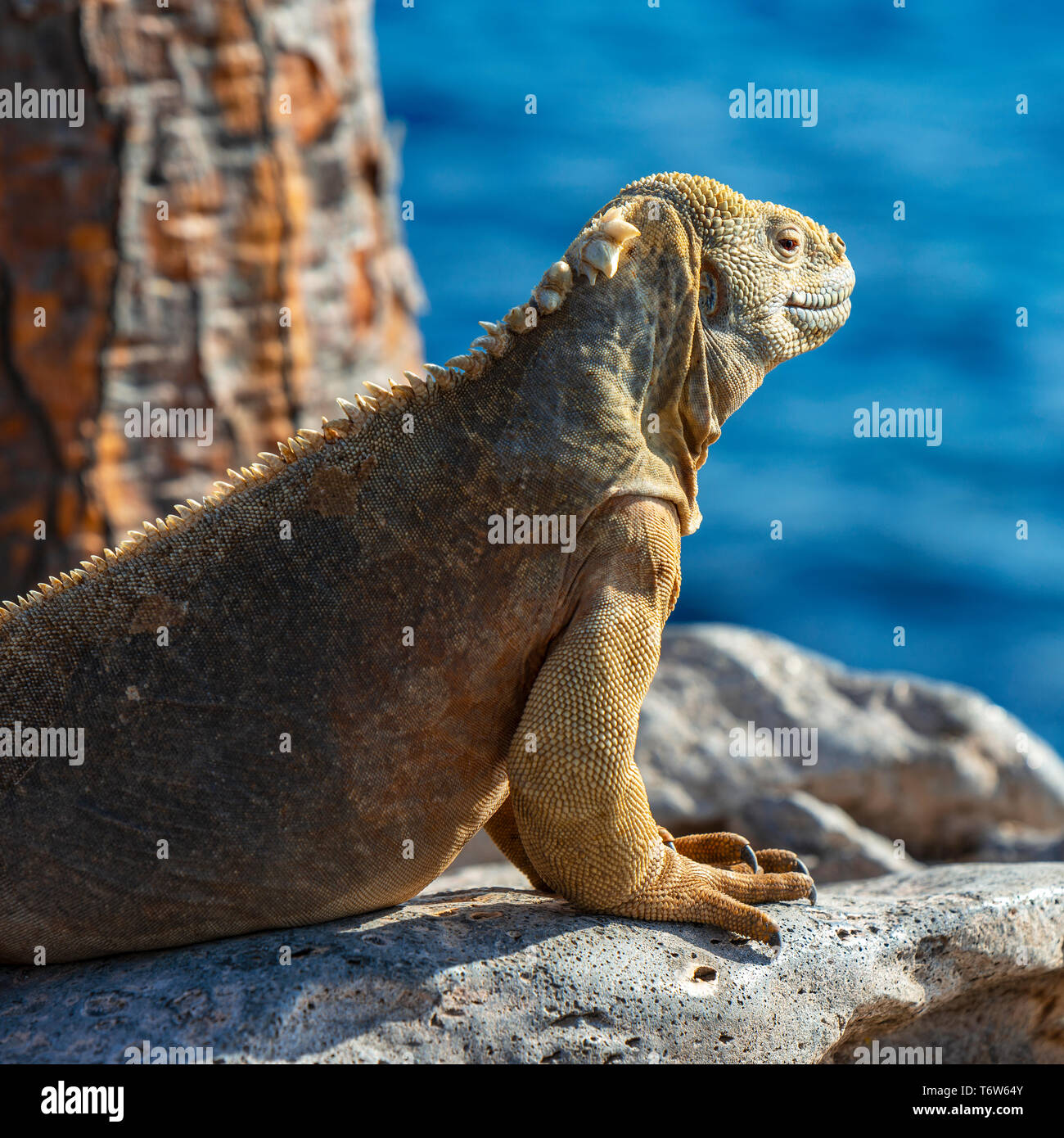 Ritratto di un endemico Santa Fe Land Iguana (Conolophus pallidus) lungo l'Oceano Pacifico nell'isola di Santa Fe, Isole Galapagos national park, Ecuador. Foto Stock