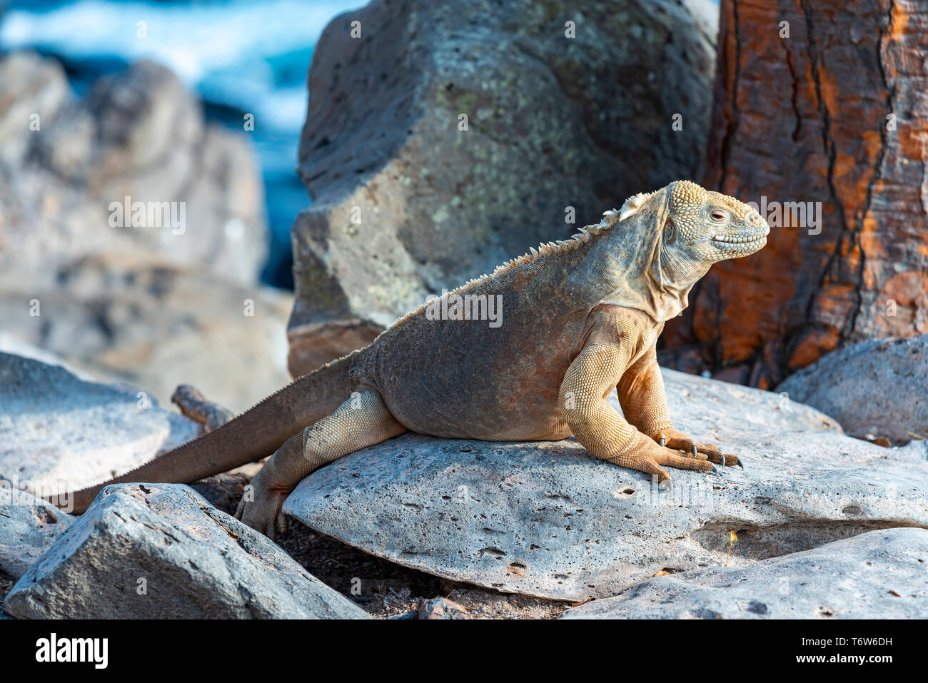 Santa Fe Land Iguana (Conolophus pallidus) su una roccia vulcanica lungo l'Oceano Pacifico nell'isola di Santa Fe, Isole Galapagos national park, Ecuador. Foto Stock