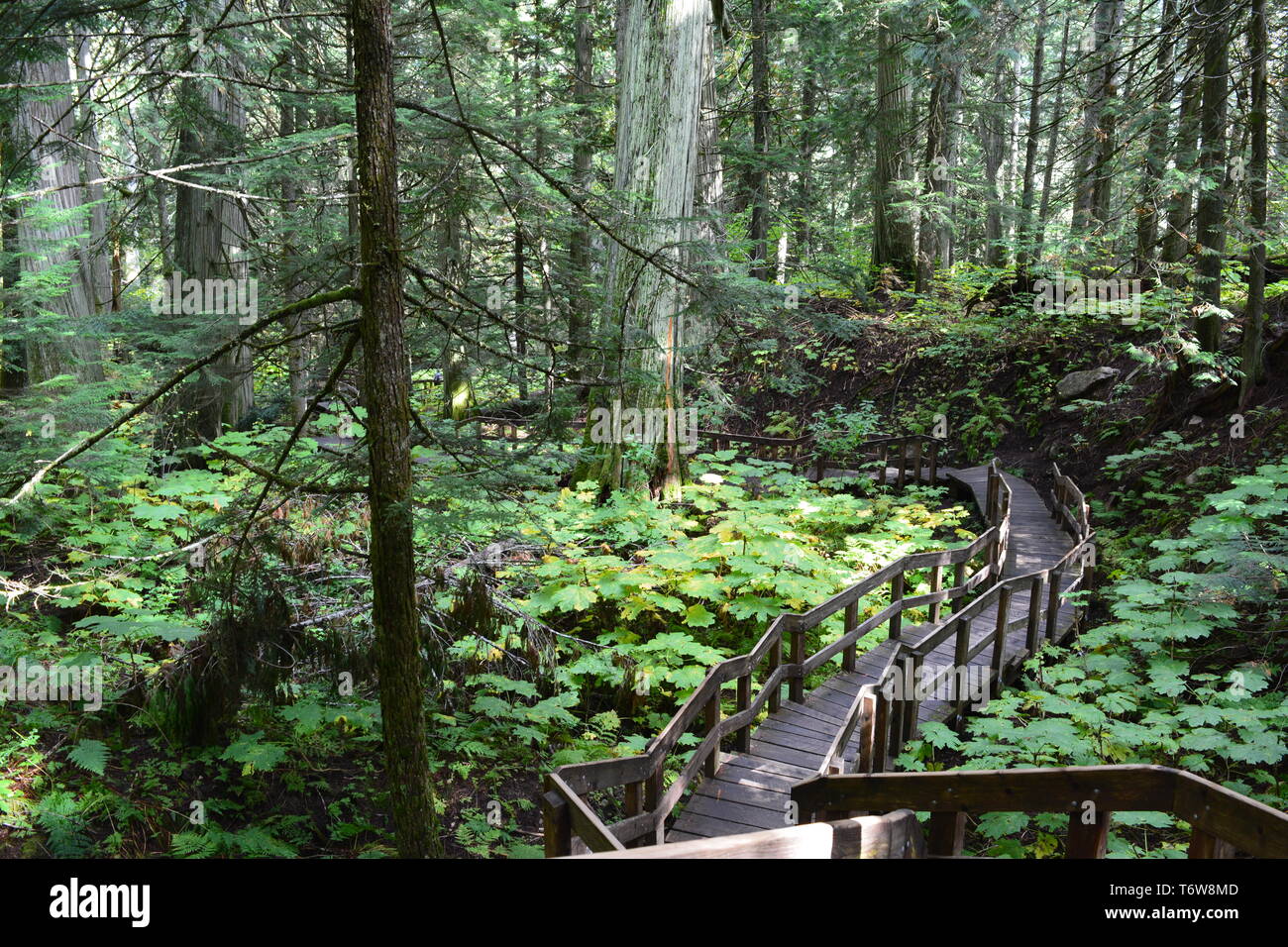 Giant Cedar Boardwalk Foto Stock