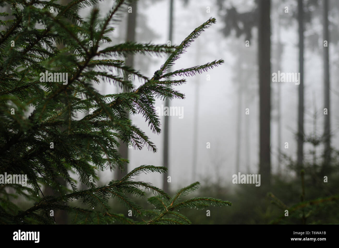 Nebel im Wald Foto Stock