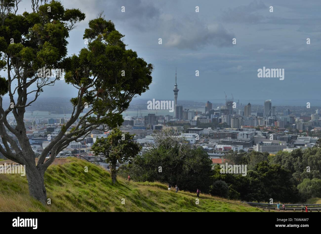 Alberi e natura sul monte Eden a Auckland, Nuova Zelanda Foto Stock