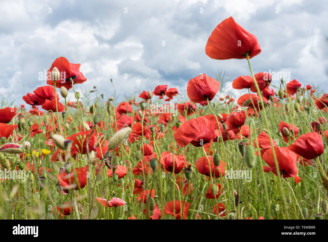 Rosso lungo capo-campo di papavero, blindeyes, Papaver dubium. Fiore fiorisce in un ambiente naturale. Fiore in fiore. Foto Stock