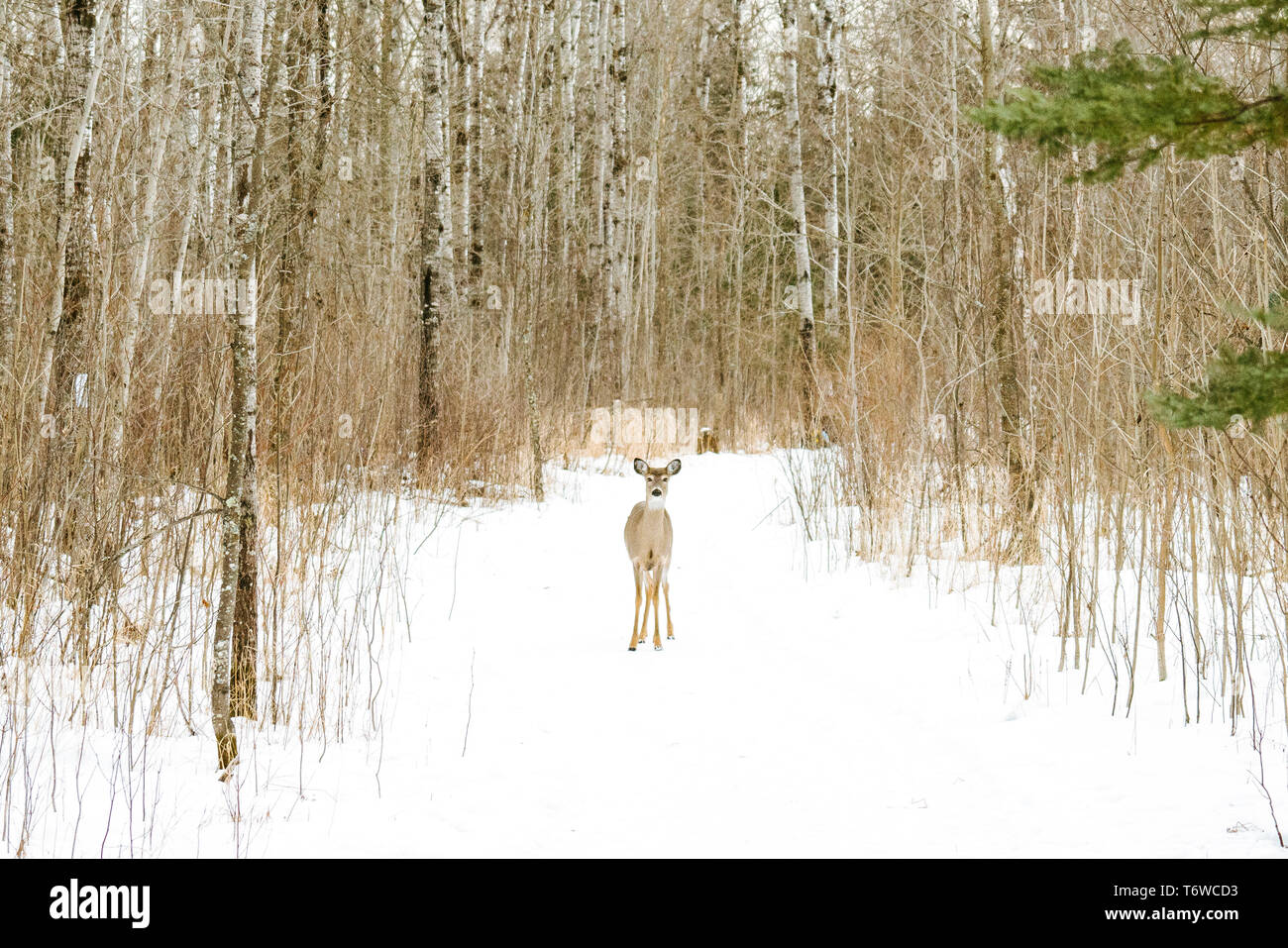 Dritto in vista di un white-tailed deer su un percorso nella neve Foto Stock