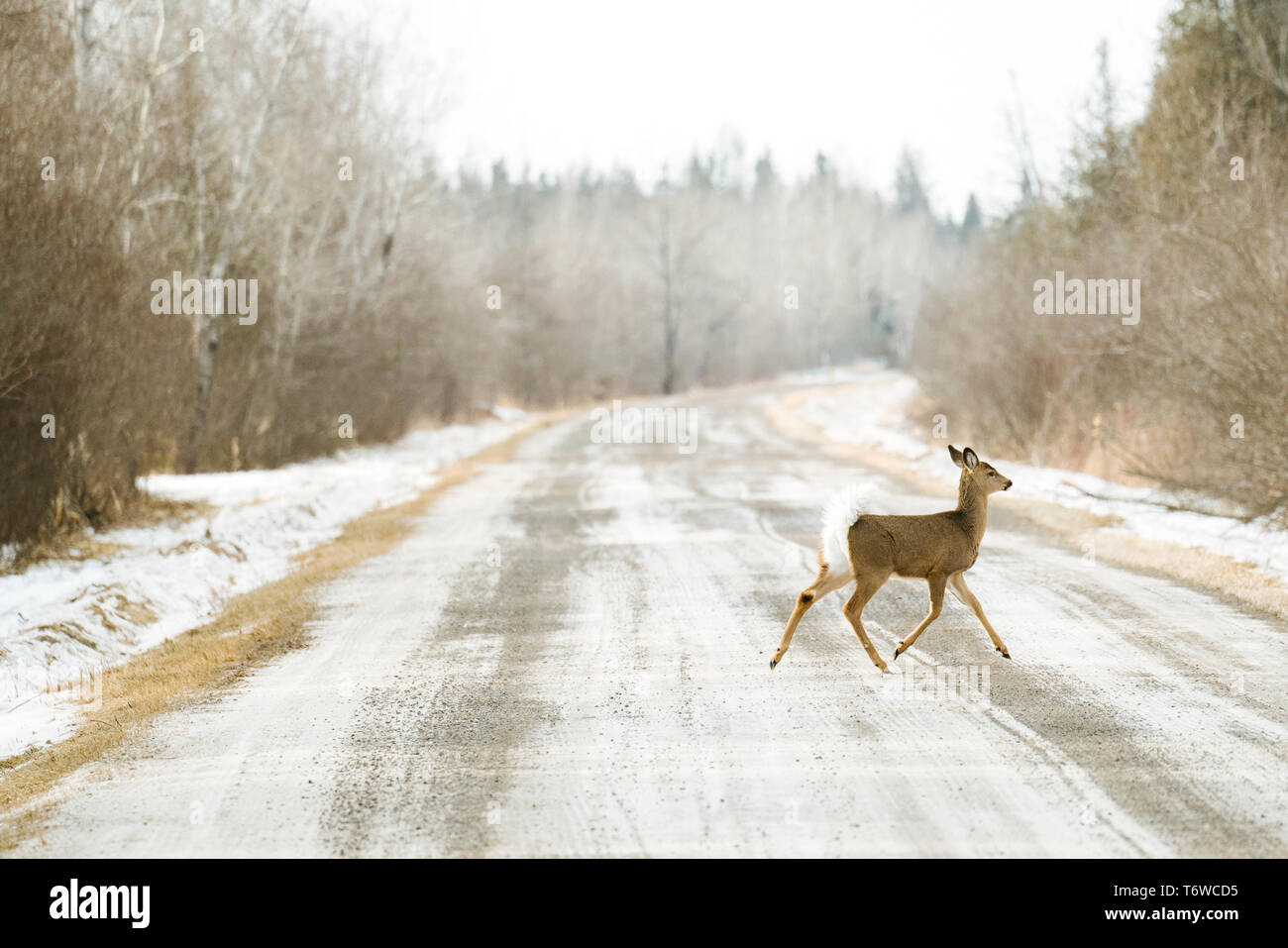 Vista laterale di un white-tailed deer in esecuzione su una strada rurale Foto Stock