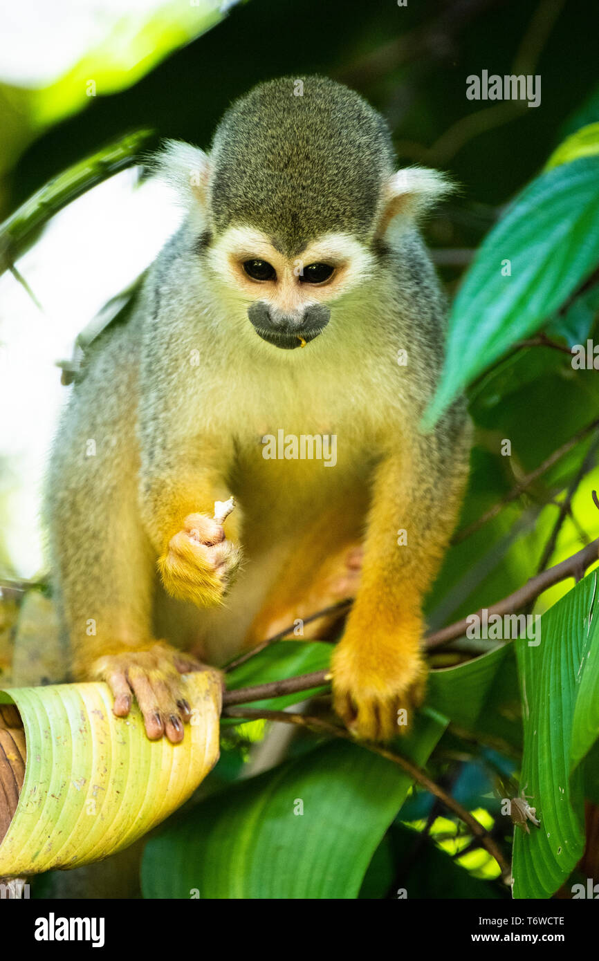 Scimmia di scoiattolo, Saimiri, Danpaati isola, superiore del fiume Suriname, Suriname Foto Stock