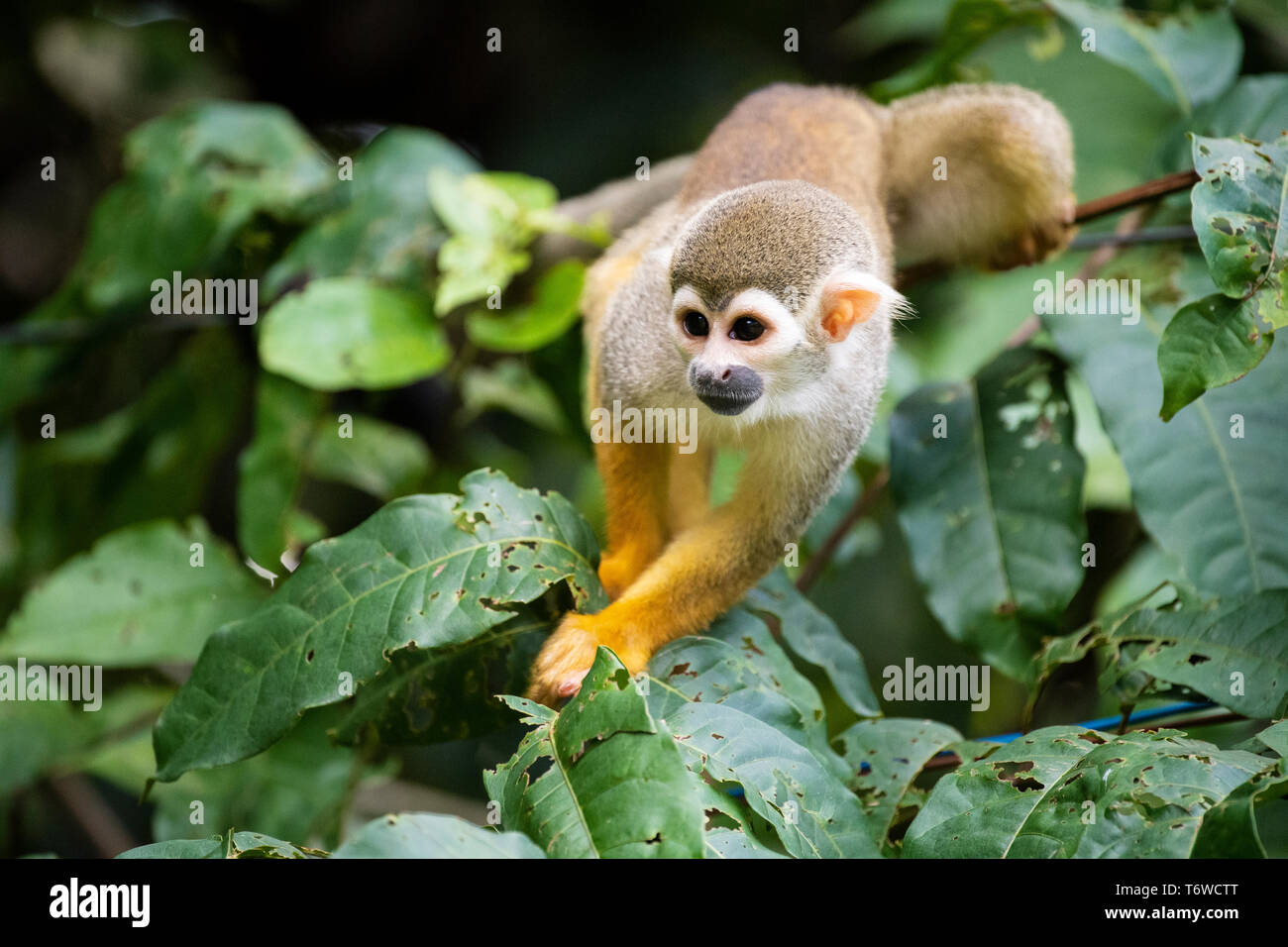 Scimmia di scoiattolo, Saimiri, Danpaati isola, superiore del fiume Suriname, Suriname Foto Stock