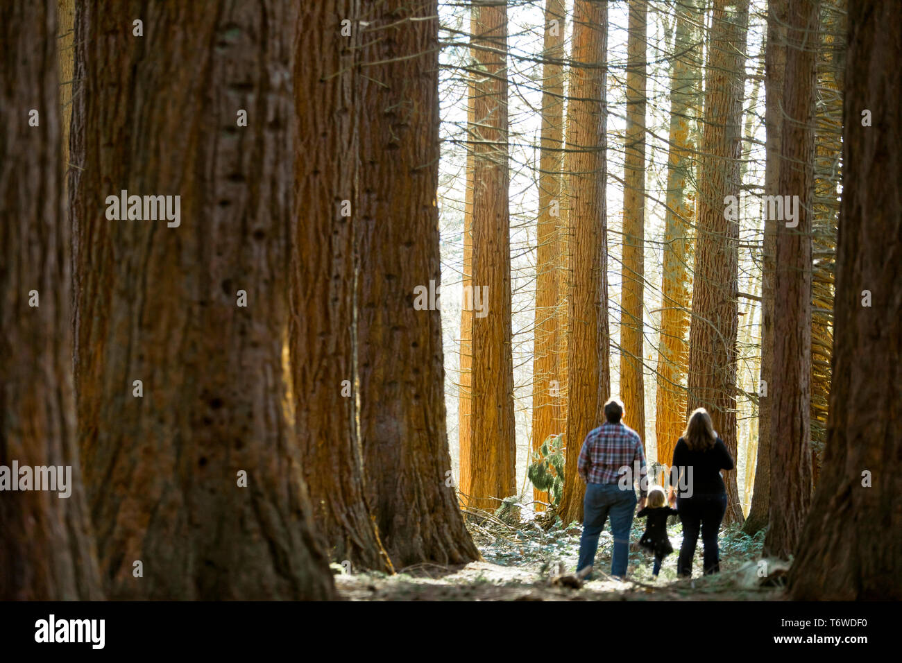 Messa a fuoco selettiva di una famiglia di tre persone in piedi nella foresta Foto Stock
