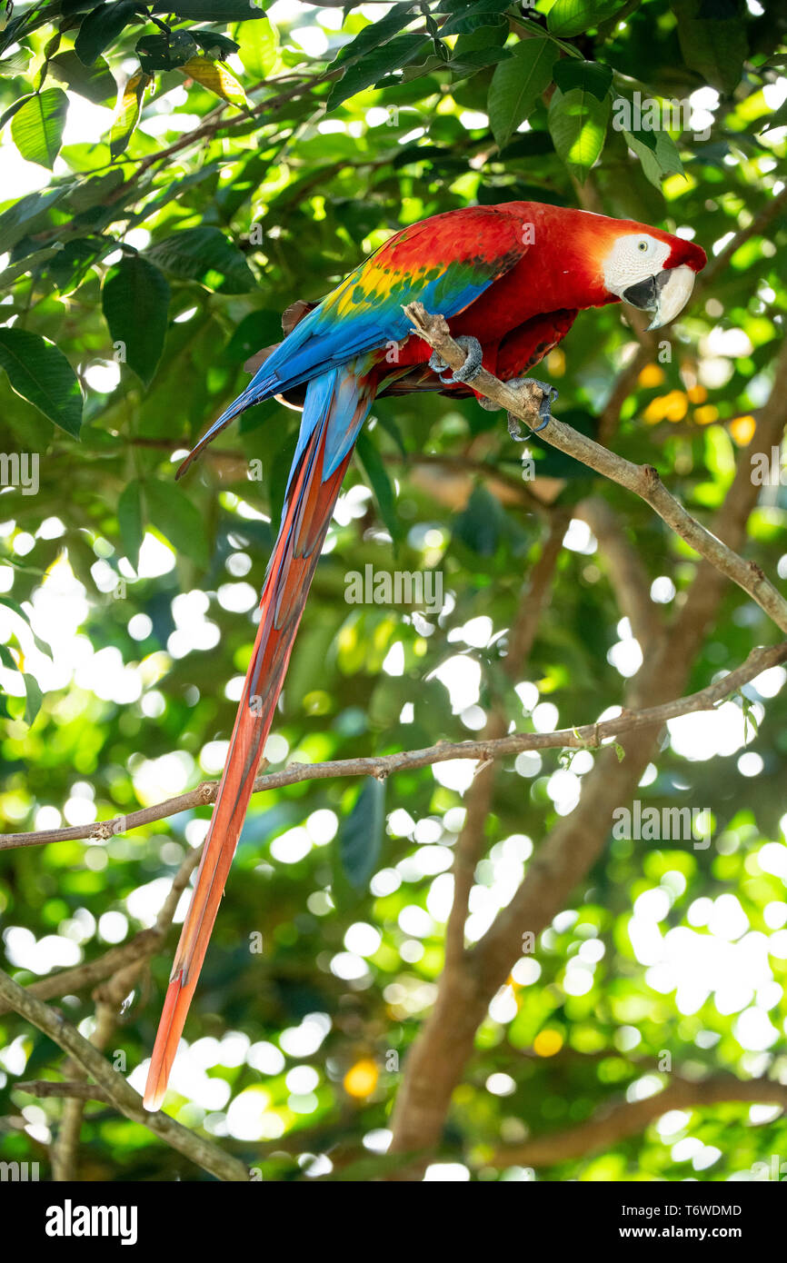 Scarlet Macaw, Ara macao, Knini Paati, superiore del fiume Suriname, Suriname Foto Stock