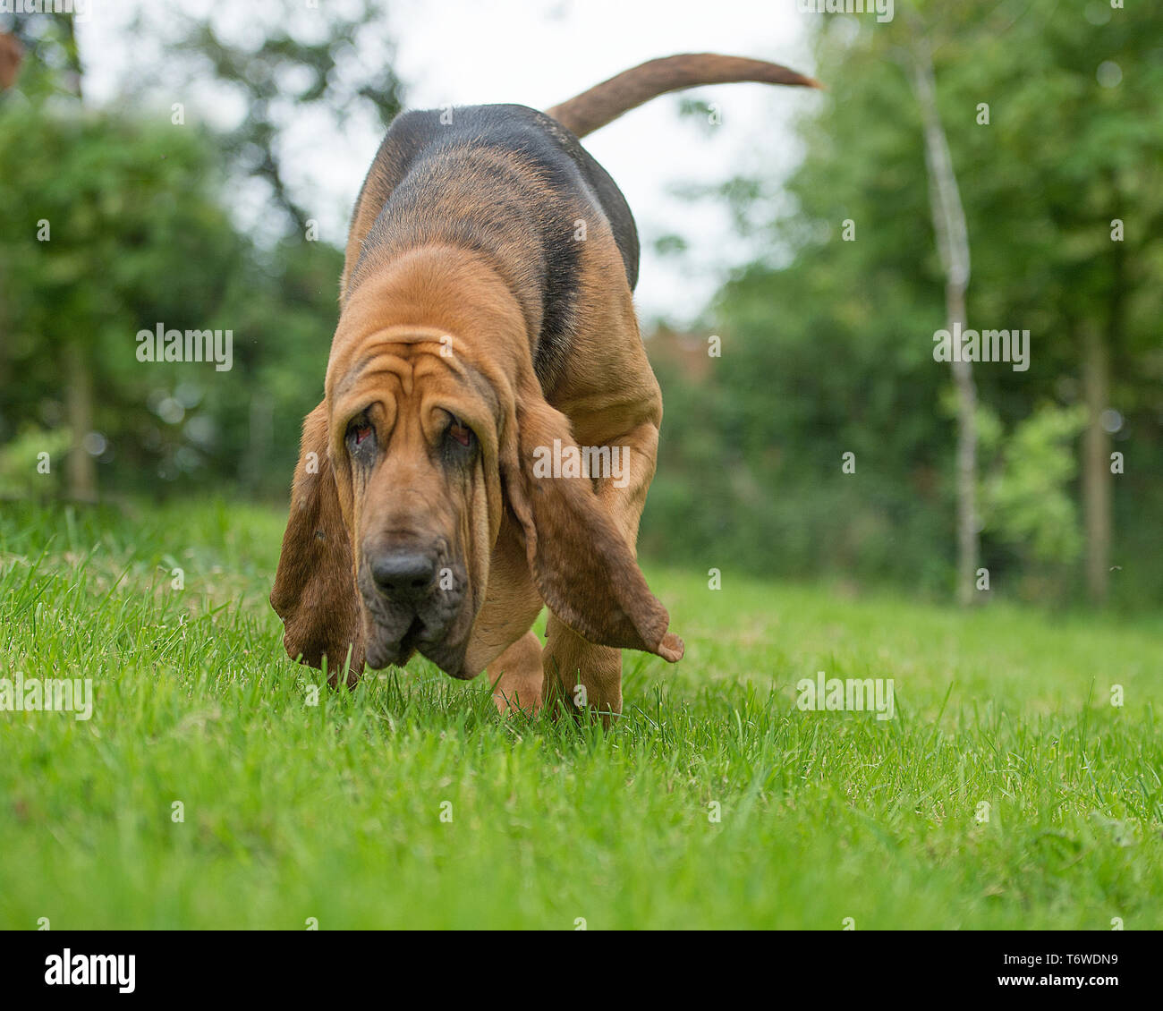 Bloodhound lavoro tracking su un sentiero Foto Stock