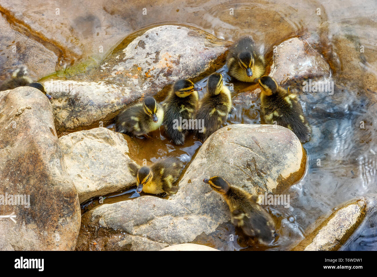 Baby germani reali huddle tra rocce sul bordo del fiume Doe nel Tennessee. Foto Stock