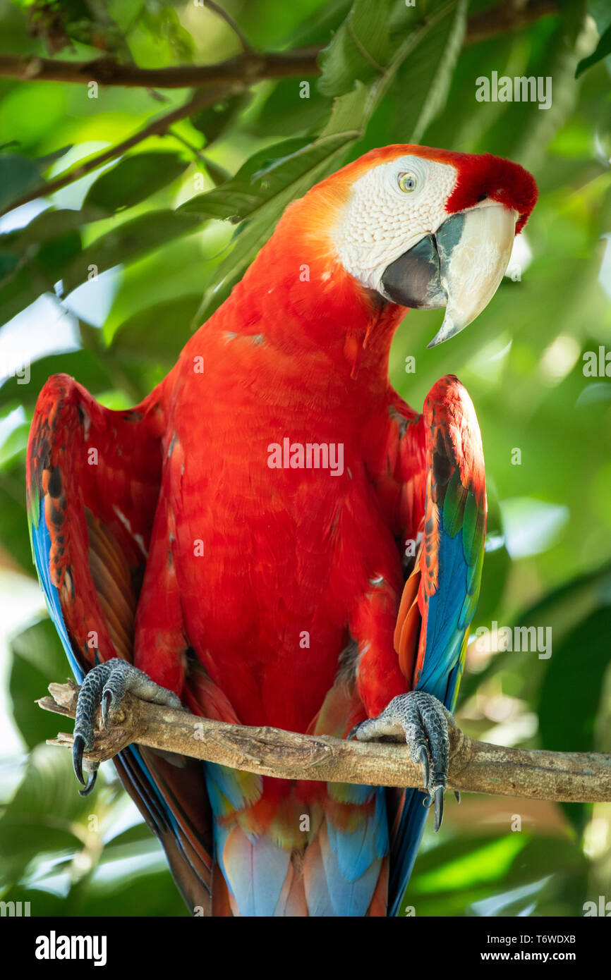 Scarlet Macaw, Ara macao, Knini Paati, superiore del fiume Suriname, Suriname Foto Stock