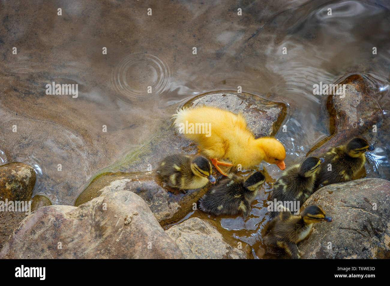 Un grande giallo anatroccolo unisce una covata di mallard anatroccoli lungo il bordo del Doe nel fiume Elizabethton, Tennessee. Foto Stock