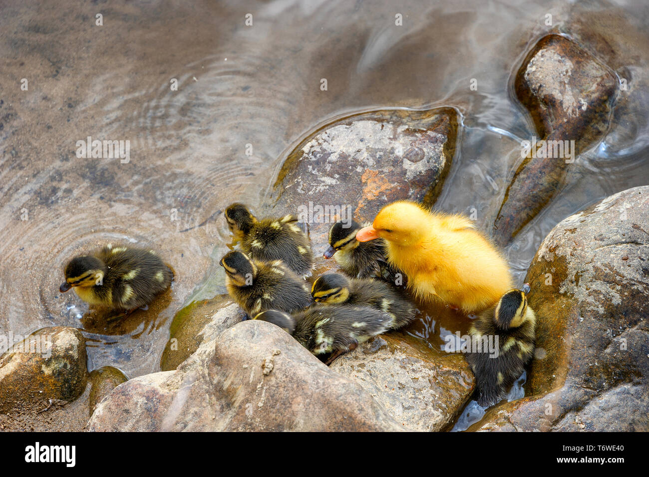 Un grande giallo anatroccolo unisce una covata di mallard anatroccoli lungo il bordo del Doe nel fiume Elizabethton, Tennessee. Foto Stock