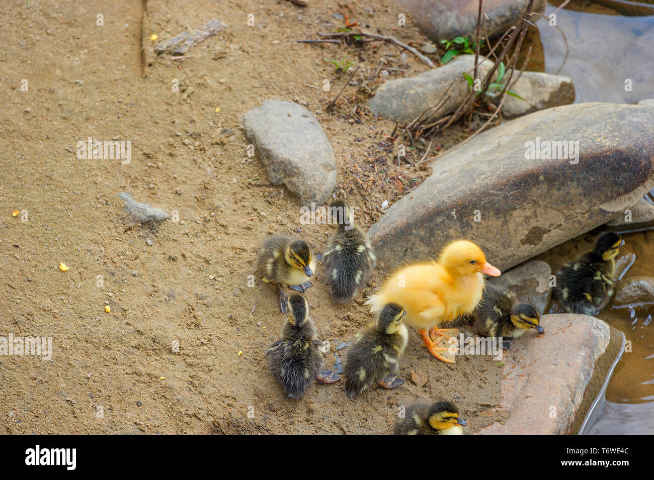 Un grande giallo anatroccolo unisce una covata di mallard anatroccoli lungo il bordo del Doe nel fiume Elizabethton, Tennessee. Foto Stock