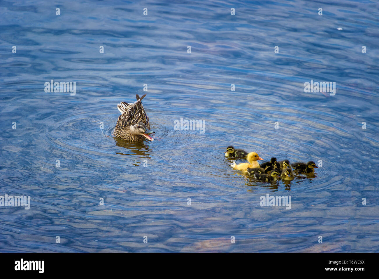 Una madre Mallard duck non è di gradimento maggiore anatroccolo giallo unendo la sua covata di neonati. Foto Stock
