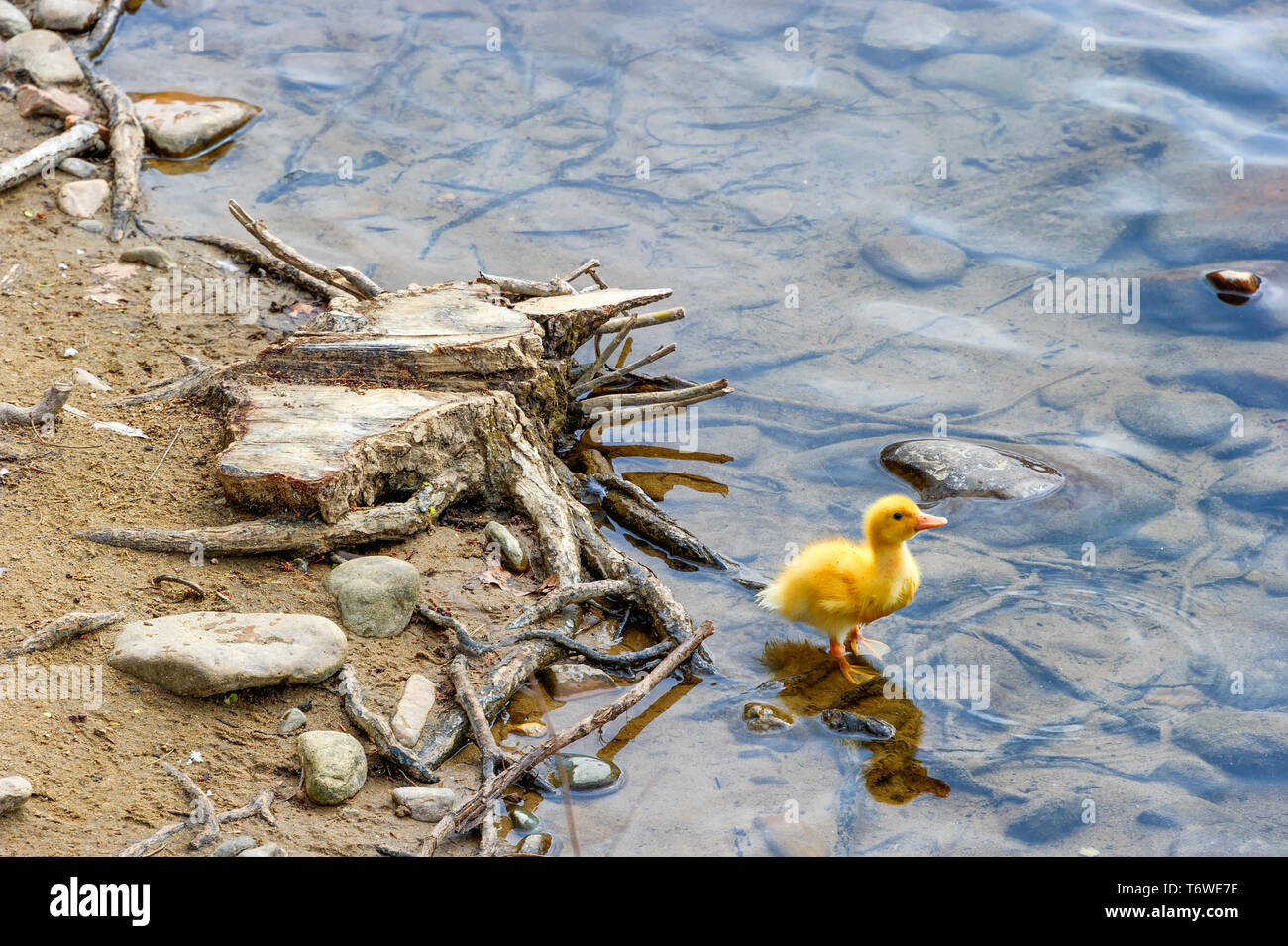 Un apparentemente giallo orfani anatroccoli sta solo lungo un rive dei fiumi Foto Stock