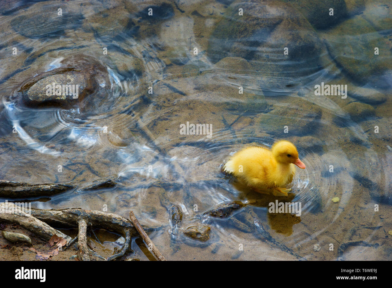 Un apparentemente giallo orfani anatroccoli sta solo lungo un rive dei fiumi Foto Stock