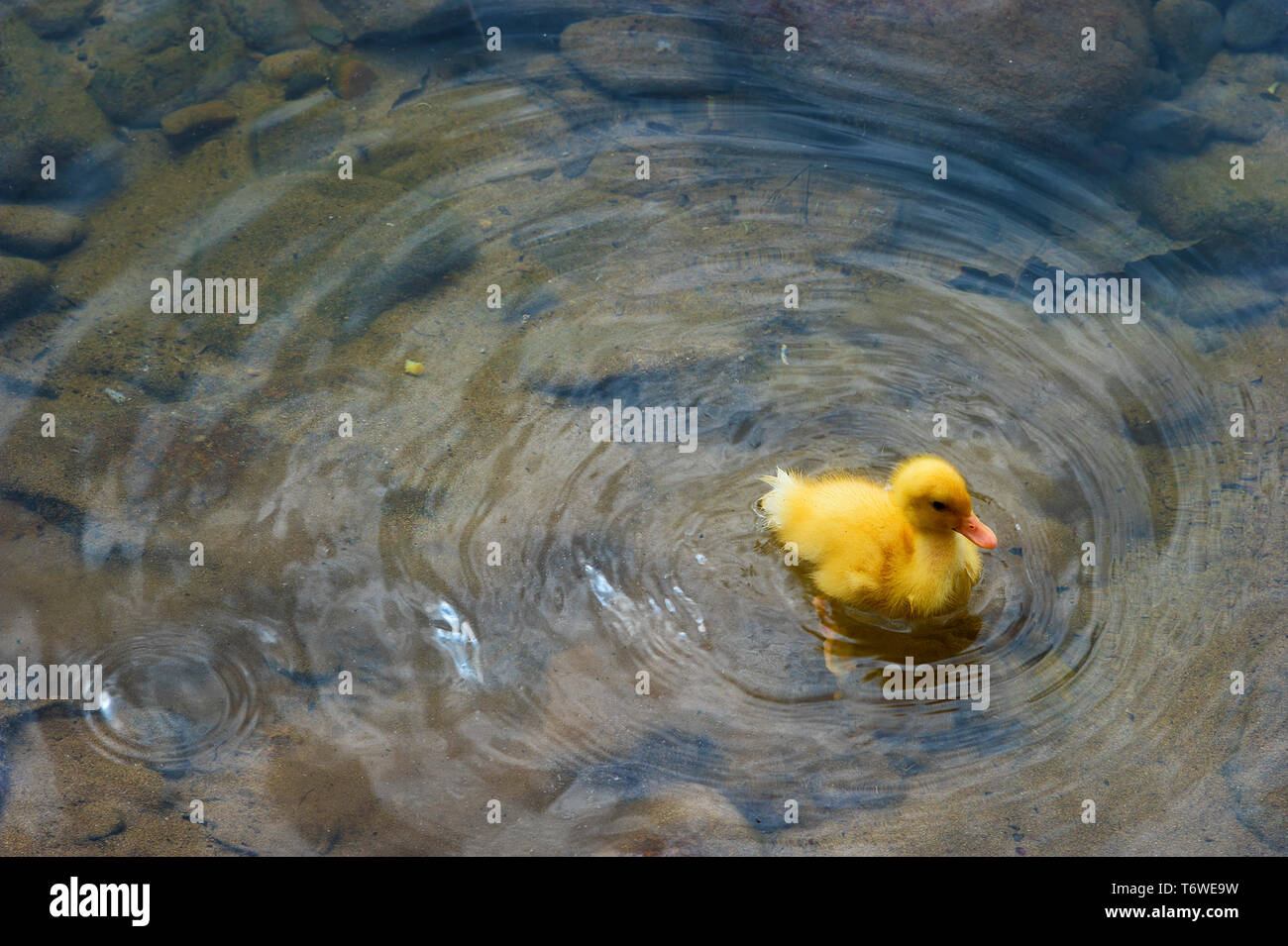 Un apparentemente giallo orfani anatroccoli sta solo lungo un rive dei fiumi Foto Stock