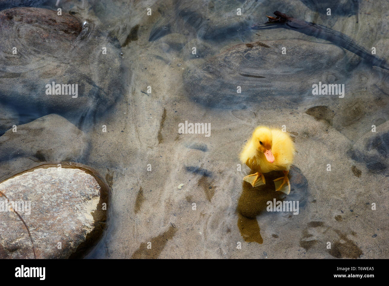 Un apparentemente giallo orfani anatroccoli sta solo lungo un rive dei fiumi Foto Stock