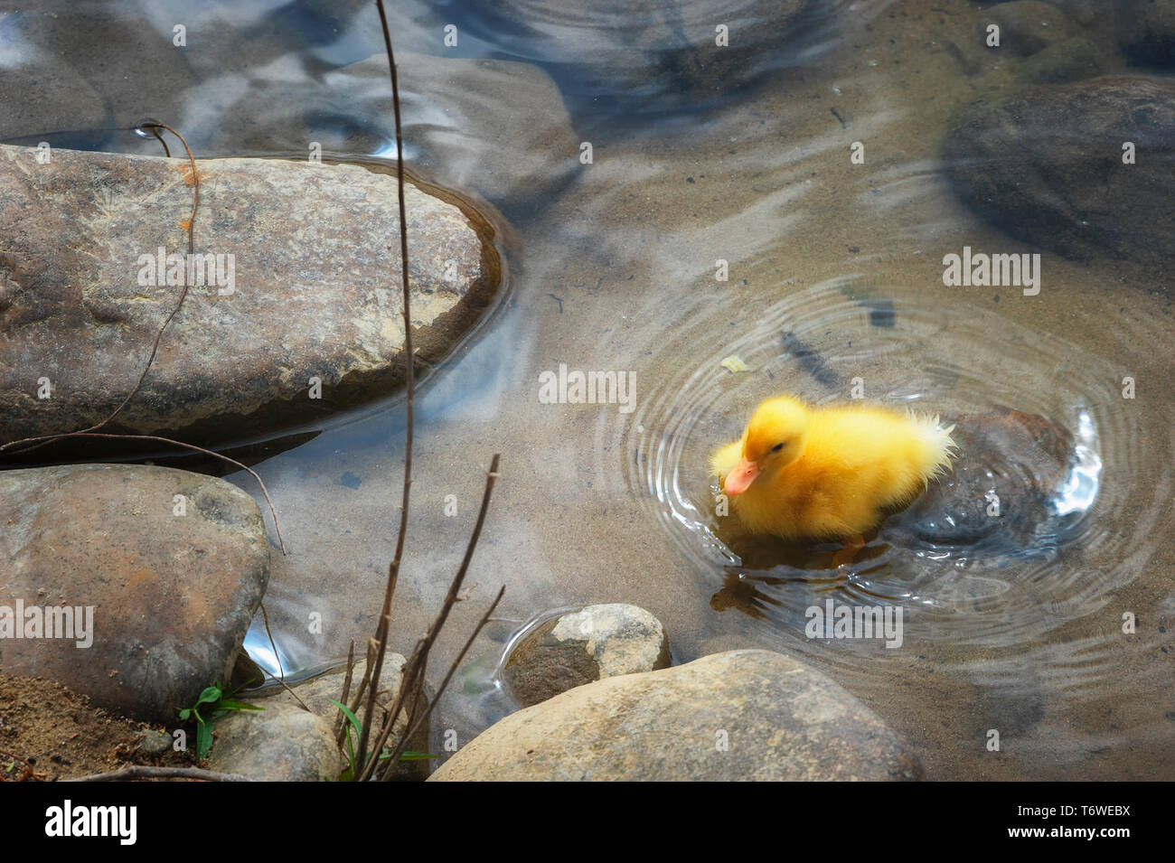 Un apparentemente giallo orfani anatroccoli sta solo lungo un rive dei fiumi Foto Stock