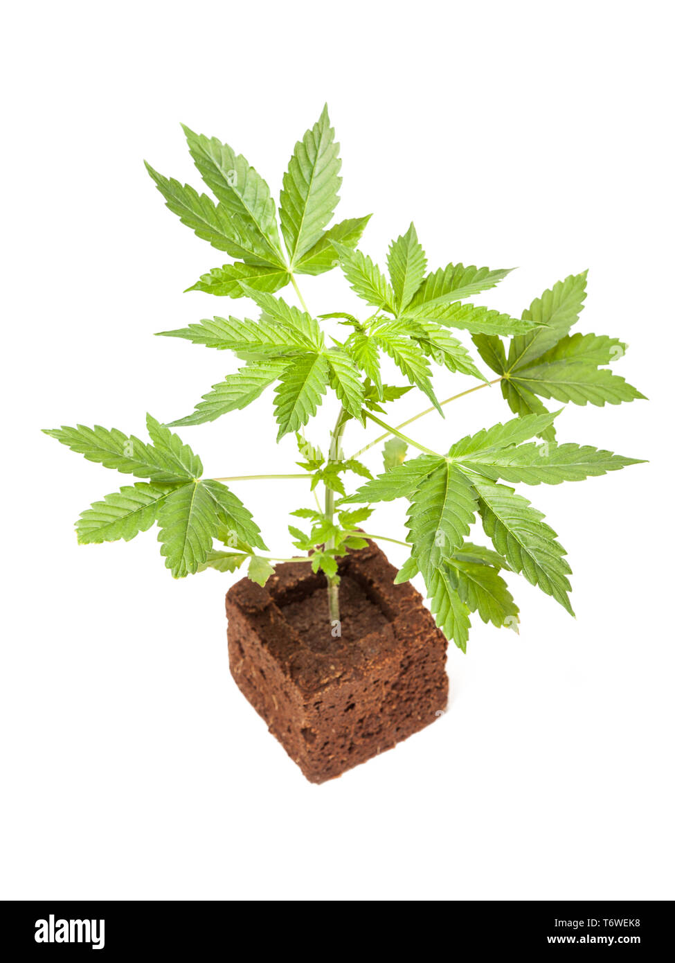 La Cannabis sativa autoflowering automatico pianta giovane isolato su sfondo bianco. Medicina, salute e concetto di giardinaggio. Foto Stock