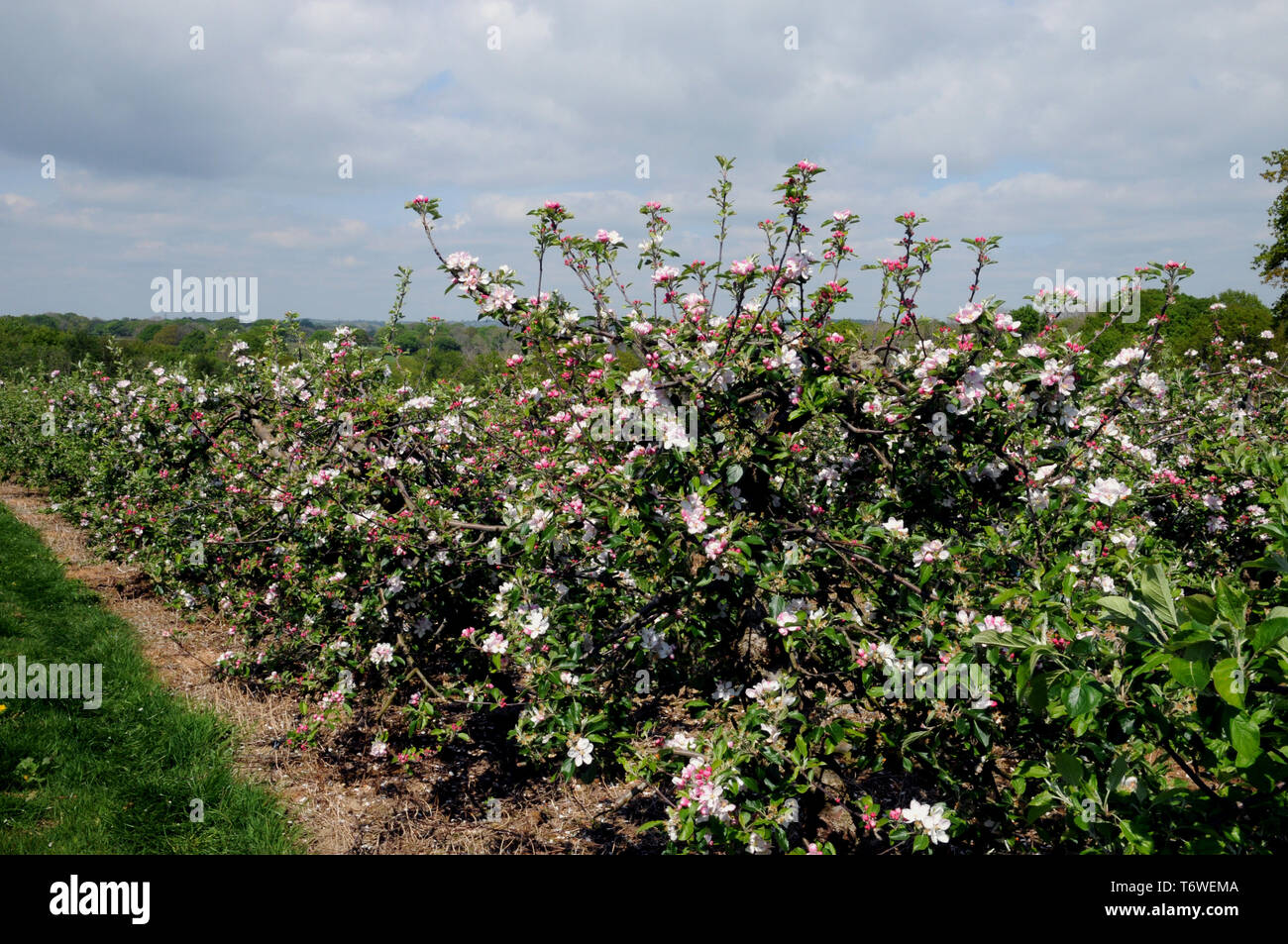 Il tempo primaverile e meli in fiore in un frutteto commerciale in East Sussex. Foto Stock