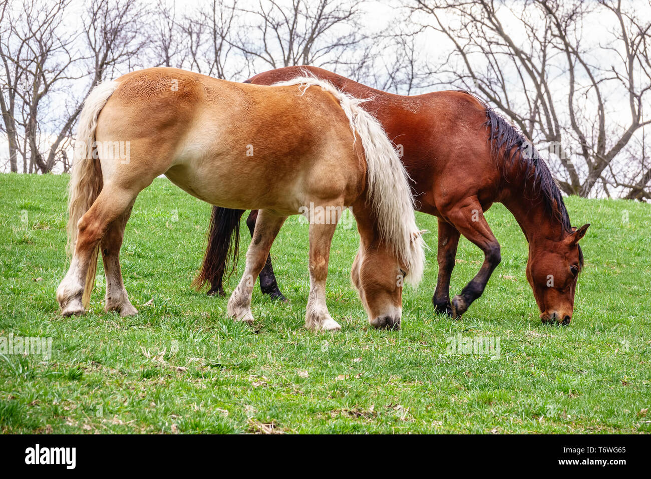 Due cavalli al pascolo in pascolo al pubblico centro equestre in primavera Foto Stock