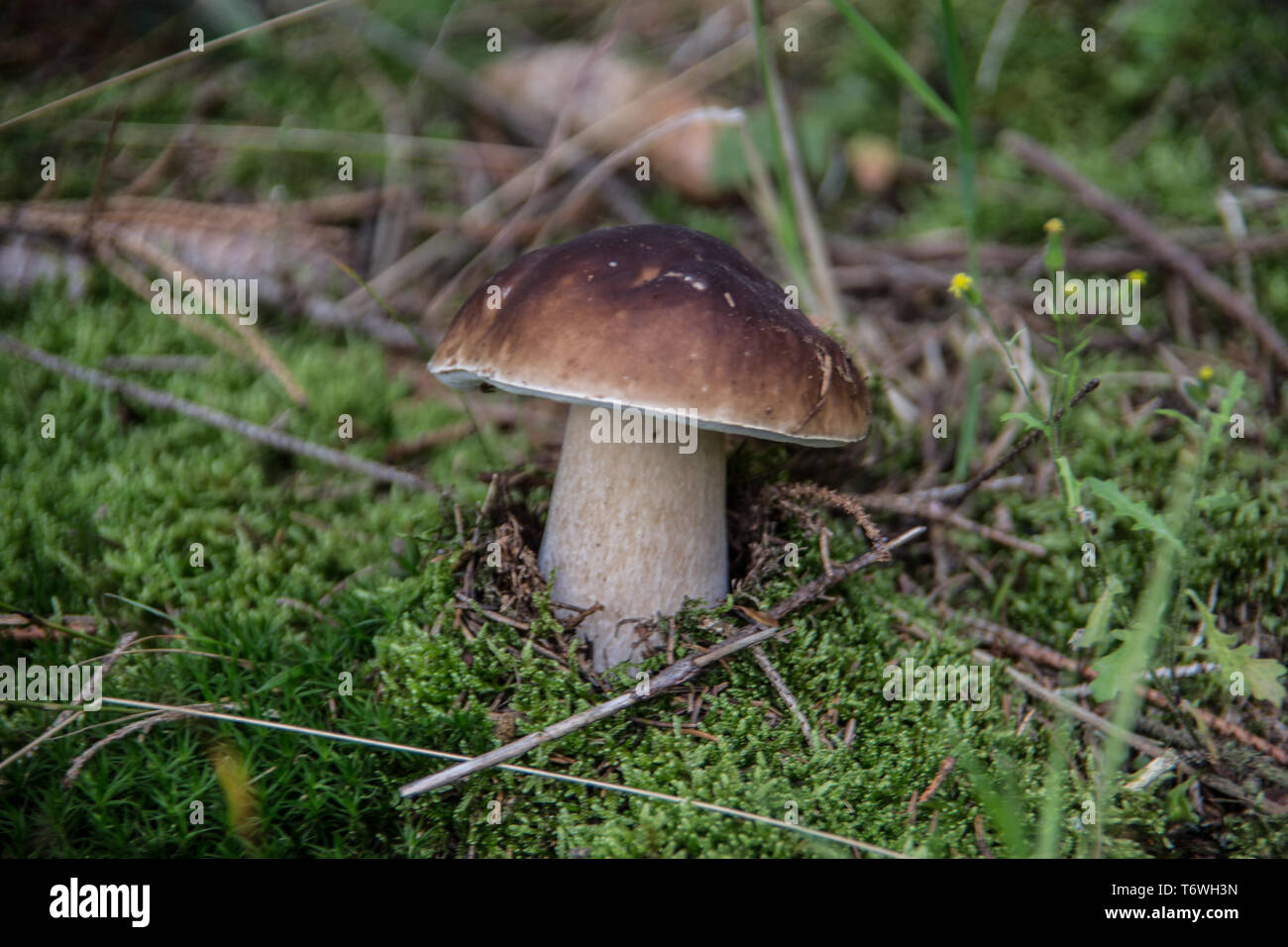 Boletus sul suolo della foresta Foto Stock