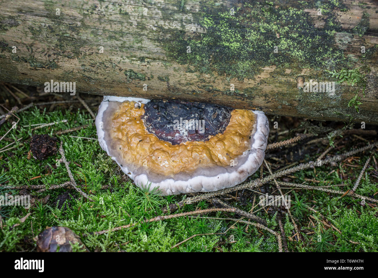 Albero a forma di fungo presente sul legno morto tronco Foto Stock