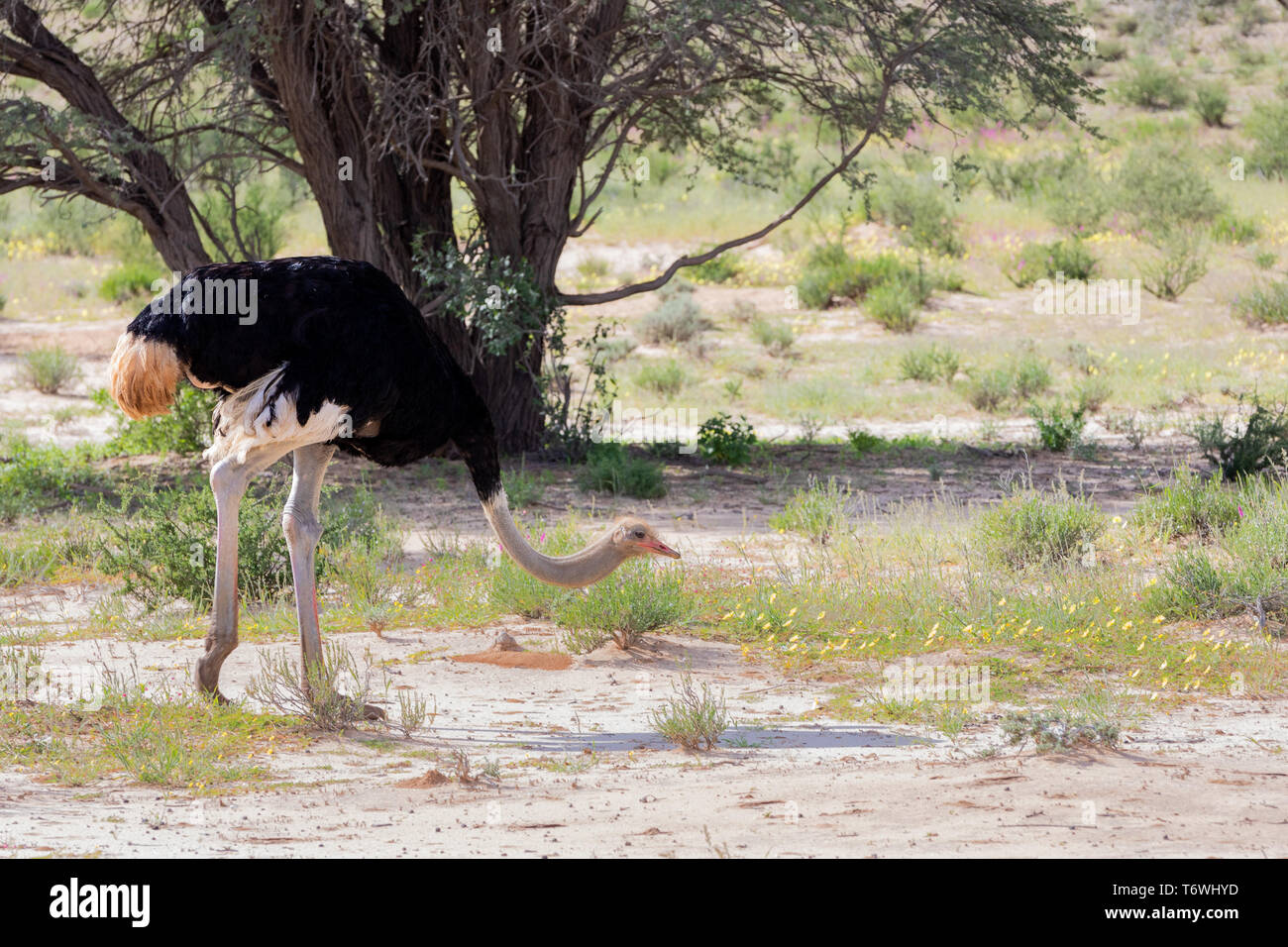 Struzzo, nel Kalahari,Sud Africa wildlife safari Foto Stock