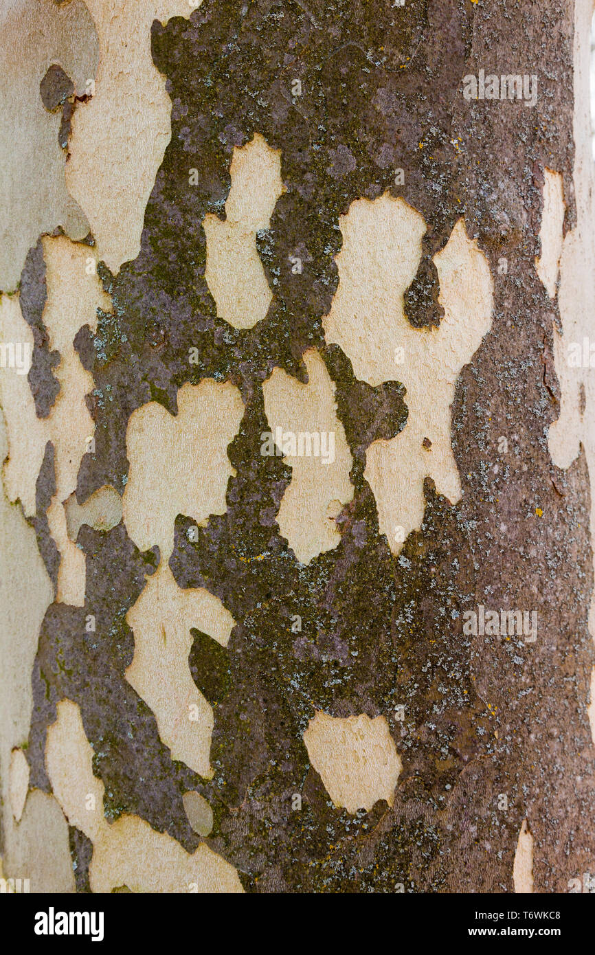 Corteccia sul tronco di una Londra plane tree (Plantanus x hispanica), LONDRA, REGNO UNITO, molla Foto Stock