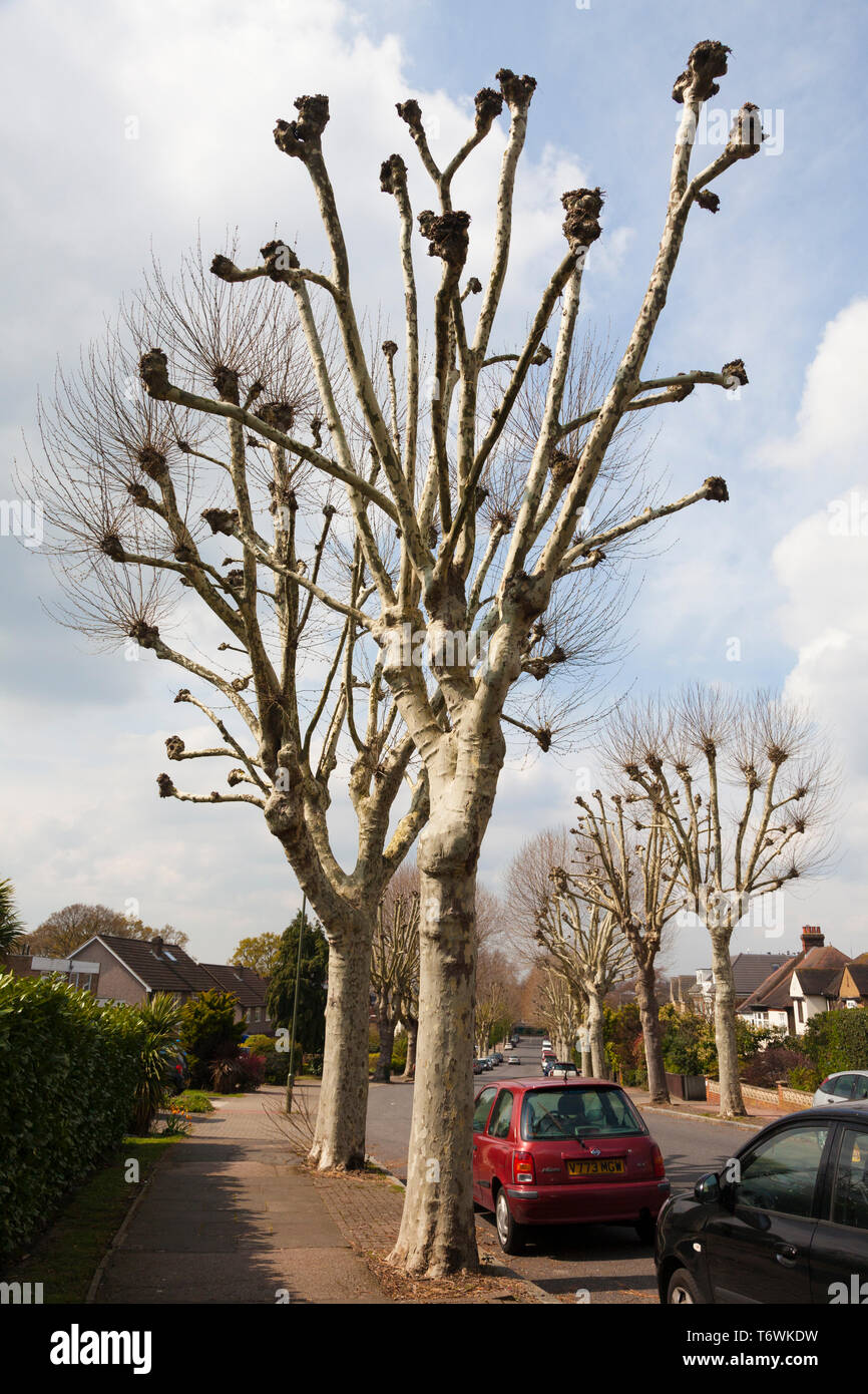Pollarded London piano (Plantus x hispanica) alberi su un South London Street, UK, la molla. Foto Stock