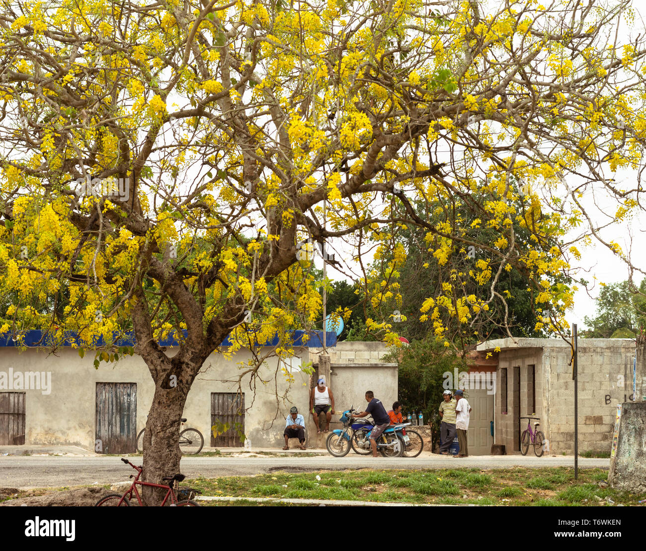 Gli uomini messicani avente una chat sotto una doccia di golden tree nella cittadina in Yucatan Foto Stock