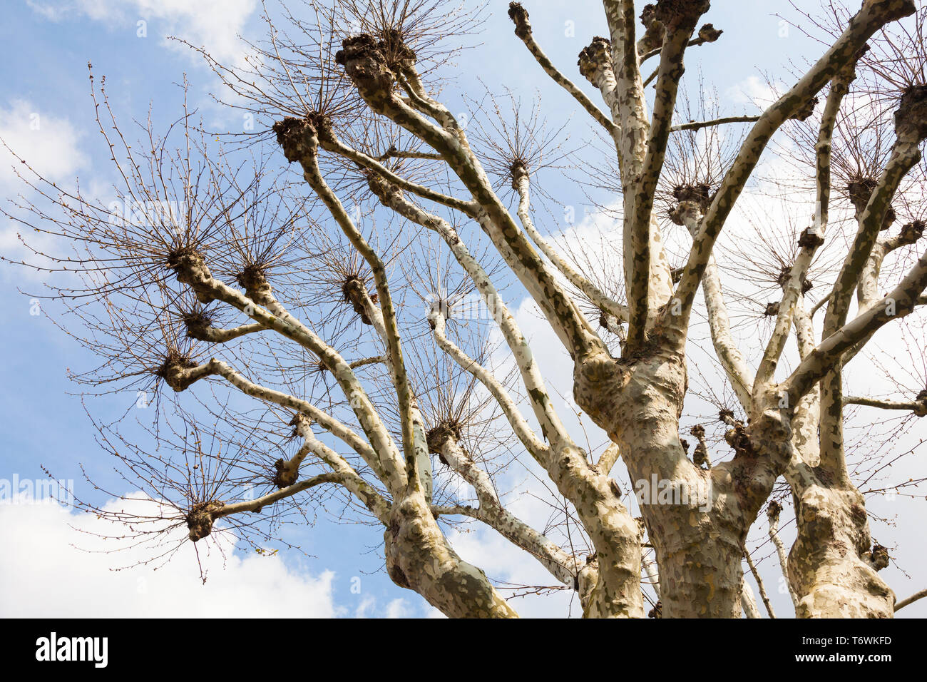 Pollarded London piano (Plantus x hispanica) alberi su un South London Street, UK, la molla. Foto Stock