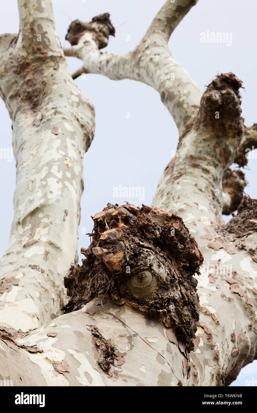 Pollarded London piano (Plantus x hispanica) alberi su un South London Street, UK, la molla. Foto Stock